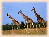 Kenya Lodge Tours & Safaris